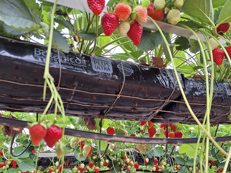 Table Top Strawberries-